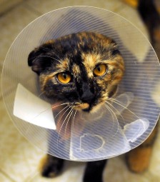 cat with cone after surgery in Tenakee Springs AK